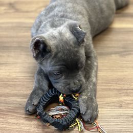 Cane Corso Puppies from Paw City Kennel