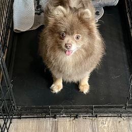 Penny - Pomeranian