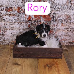 Rory - Black phantom female Assorted Doodle Crosses puppy in Calhoun, Georgia from Happy Top Doodles