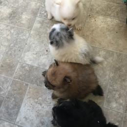 Pomeranian Puppies from Ruby’s Kennel