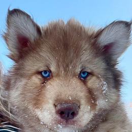 Cedar - Red and white male Siberian Husky puppy in Florence, Kentucky from Moonlight Howl Huskies