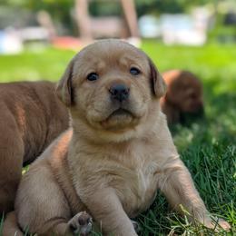 Female Puppy Spot - Yellow female Labrador Retriever puppy in Millville, New Jersey from Puzzles Labradors