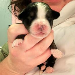 Alpine - Tri-color male Bernedoodle puppy in Eagle Mountain, Utah from Liberty Farms Puppies