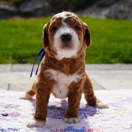 Simba - Cream male Goldendoodle puppy in Lancaster, Pennsylvania from Henriquez Puppies