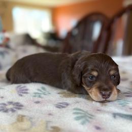 Colin - Chocolate and tan male Dachshund puppy in Greenfield Center, New York from Ridgeview Springers & Dachshunds