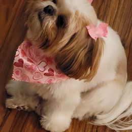 Shih Tzu Puppies from JuJenn Shih Tzus