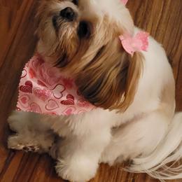 Shih Tzu Puppies from JuJenn Shih Tzus