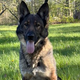 Frankie - German Shepherd