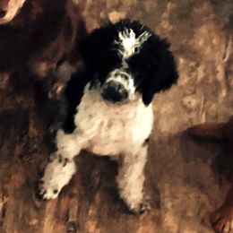 Aussiedoodle, Australian Shepherd, and Poodle Puppies from Barefoot Kennel