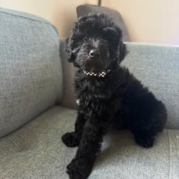 Wade - Black male Goldendoodle puppy in Soddy Daisy, Tennessee from The W Doods