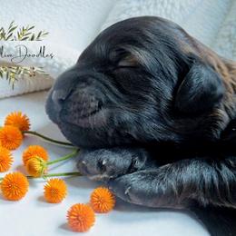 Orange - Sable male Goldendoodle puppy in Byron, Georgia from Southern Olive Doodles 🫒