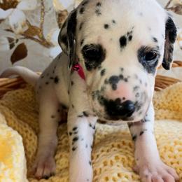 Dalmatian and Poodle Puppies from Reeves Family Standards