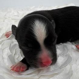 Curry - Black male Toy Australian Shepherd puppy in Smithville, Arkansas from Cooper Creek Aussies