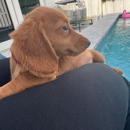 Dachshund Puppies from Slinky Doxie 305