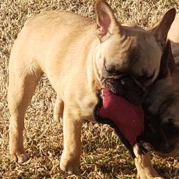 Toddie - French Bulldog
