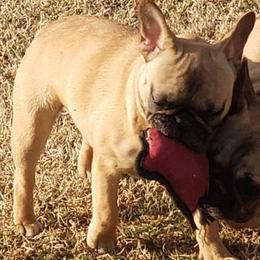Toddie - French Bulldog