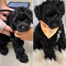 Rosie Ready Vet Checked ESA lines lush Wavy coat Ready today - Black female Schnoodle puppy in Temple, Texas from Schnauzers Of Taylor