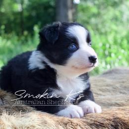 Cherry blossom - Black tri-color female Australian Shepherd puppy in Grapeland, Texas from Smokin K Aussies