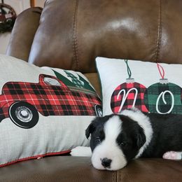 Border Collie Puppies from Deborah Lacy's Border Collies