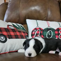 Border Collie Puppies from Deborah Lacy's Border Collies