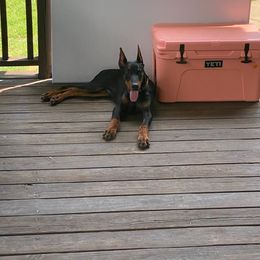 Doberman Pinscher All Grown Up from Gordon Farms Dobermans