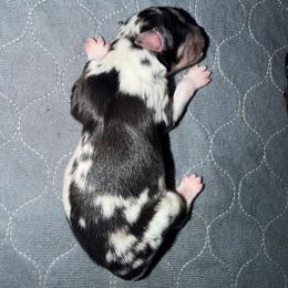 Maverick - Blue merle male Miniature Australian Shepherd puppy in Hillsboro, Texas from H&J Aussies