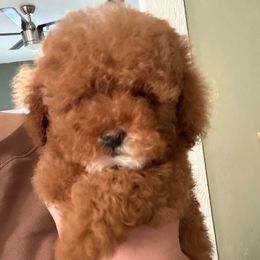 Bingo - Red male Assorted Doodle Crosses puppy in San Jacinto, California from Goldens and Doodles