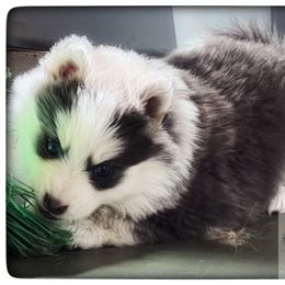 Pomsky Puppies from Foxfire Arctic Spitz