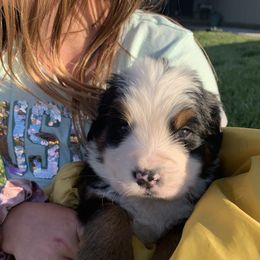 Bernedoodle, Bernese Mountain Dog, Cavalier King Charles Spaniel, and Goldendoodle Puppies from Adventure Doodles Of East TN