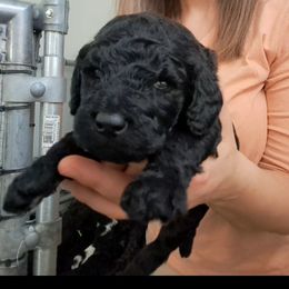 Poodle Puppies from Lyudmila's Standard Poodles