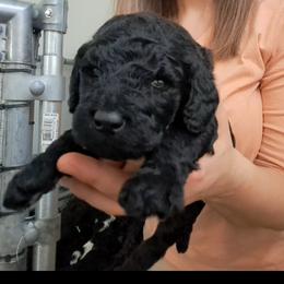 Poodle Puppies from Lyudmila's Standard Poodles