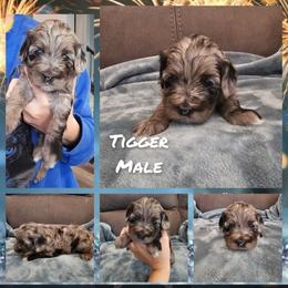 Tigger - Merle male Cockapoo puppy in Zanesville, Ohio from Oodles of Doodles & Poos