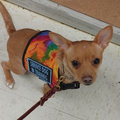 Chihuahuas and Sporty Mixes from Dauntless Chihuahuas