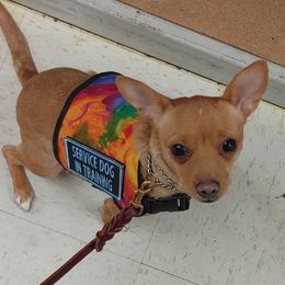 Chihuahuas and Sporty Mixes from Dauntless Chihuahuas