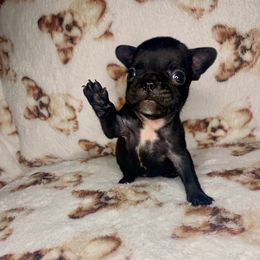 Boy 2 - Black male French Bulldog puppy in Coatesville, Pennsylvania from The Chipper Frenchie
