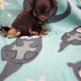 Girl 1 - Chocolate and tan female Chihuahua puppy in Richmond, Virginia from Breens