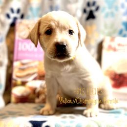 Girl 4 - female Labrador Retriever puppy in White Bear Lake, Minnesota from Labs Of The Lake