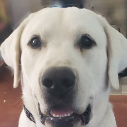 Aspen - Labrador Retriever