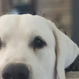 Aspen - Labrador Retriever