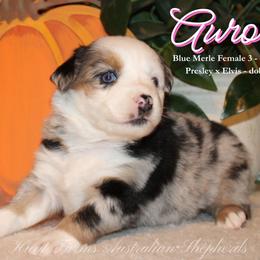 Aurora - Blue merle female Miniature Australian Shepherd puppy in Grandfield, Oklahoma from Hunt Farms Australian Shepherds