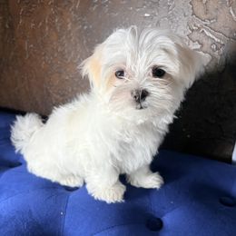 Maltese Puppies from Adorable Maltese Puppies