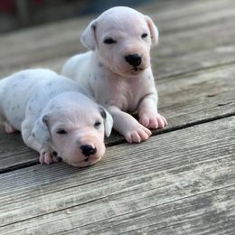 Dalmatian Puppies from Cookie & Cream Dalmatians