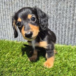 River - Black and tan male Dachshund puppy in Birmingham, Alabama from Mini Doxies Love