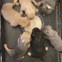 French Bulldog Puppies from Midwest mafia kennels LLC