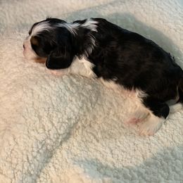 Cavalier King Charles Spaniel Puppies from Avion's Cavaliers