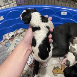 Golden Retriever and Greyhound Puppies from K and E Kennels
