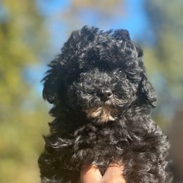 Eclipse (AKC champion bloodline) - Black male Poodle puppy in Chattanooga, Tennessee from SoftPaw Kennels