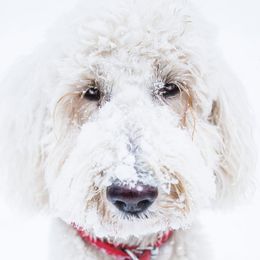 Winstin - Goldendoodle