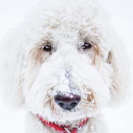 Winstin - Goldendoodle
