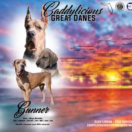 Gunner - Great Dane